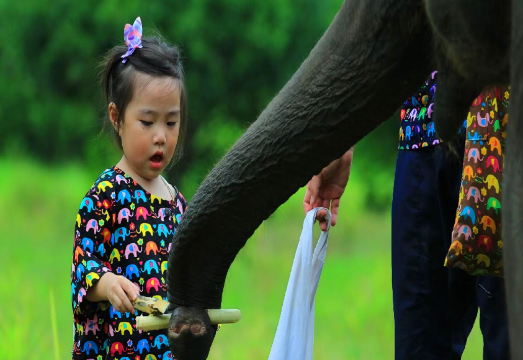 KANTA Elephant Half Day Tour from Chiang Mai with Transfer