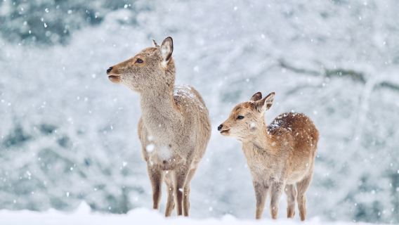 Tour di un giorno a 9 famose attrazioni di Kyoto e Nara (partenza da Osaka, Arashiyama e Kiyomizu-dera)