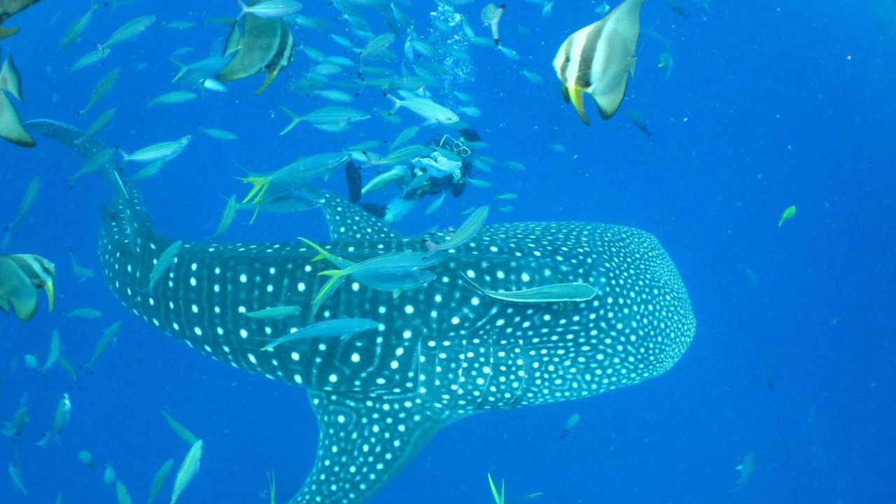 日本沖繩中部潛水觀鯨鯊半日遊：浮潛/體驗潛水/執照Fun潛水