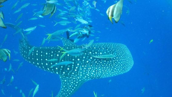 Excursión de medio día para avistamiento de tiburones ballena con buceo en el centro de Okinawa, Japón: esnórquel/buceo de experiencia/buceo recreativo con licencia