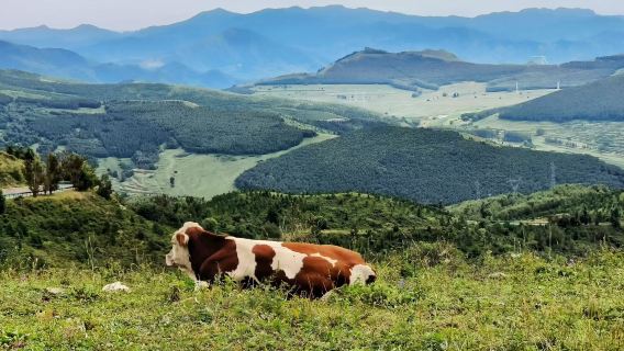 Kumpulan Eksklusif 2-6 Orang | Lawatan Sehari ke Zhangbei Grassland Sky Road Hiburan Tulen Tiada Membeli-belah
