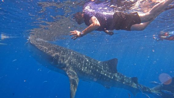From Cebu: Snorkel with Whale Sharks in Oslob with a Day Tour Pass for Bluewater Sumilon