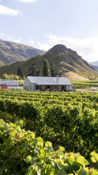 Queenstown wine tasting tour – 4 wineries, 18 tastings [English group]