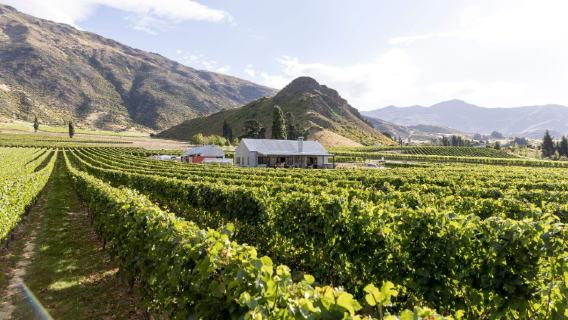 Tour de degustación de vinos en Queenstown – 4 bodegas, 18 catas [Grupo en inglés]