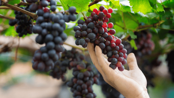 Gran Canaria Premium Tour: The banana, rum and coffee route