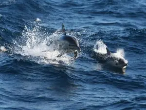 Port Stephens Day Trip with Dolphin Watch Cruise from Sydney