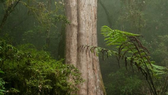 我玩故我在X阿里山X特富野noyoca巨木群X生態體驗