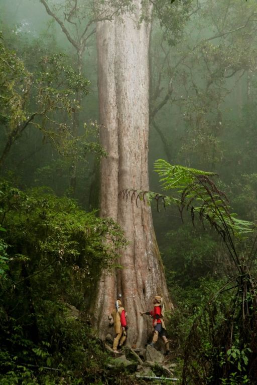 我玩故我在X阿里山X特富野noyoca巨木群X生態體驗