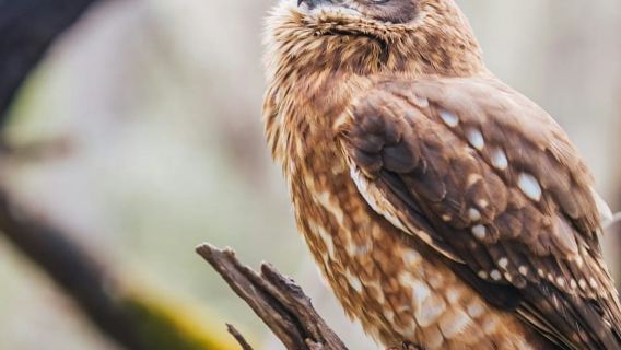 Capes Raptor Centre: Demonstração de Voo de Aves de Rapina + Caminhada na Trilha