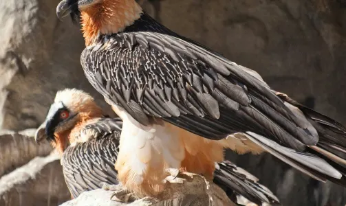 阿爾卑斯動物園 + 亨格堡纜車