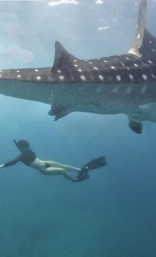 Depart from Cebu: Oslob whale shark watching & snorkeling 1-day tour | Round-trip transfer & including lunch