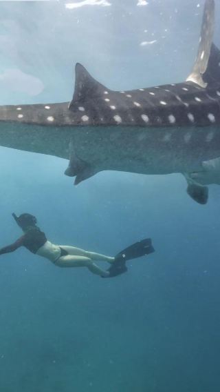 Depart from Cebu: Oslob whale shark watching & snorkeling 1-day tour | Round-trip transfer & including lunch
