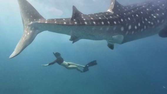 Départ de Cebu : Excursion d'une journée pour observer les requins-baleines et faire de la plongée avec tuba à Oslob|Aller-retour avec transfert et déjeuner inclus