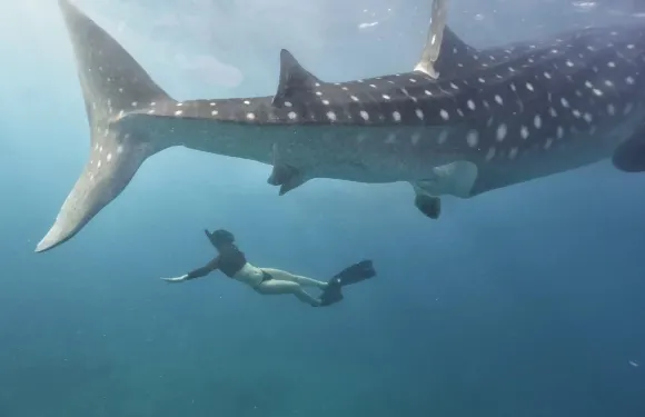 宿霧出發：奧斯洛布鯨鯊觀賞&浮潛一日遊 | 來回接送及包含午餐