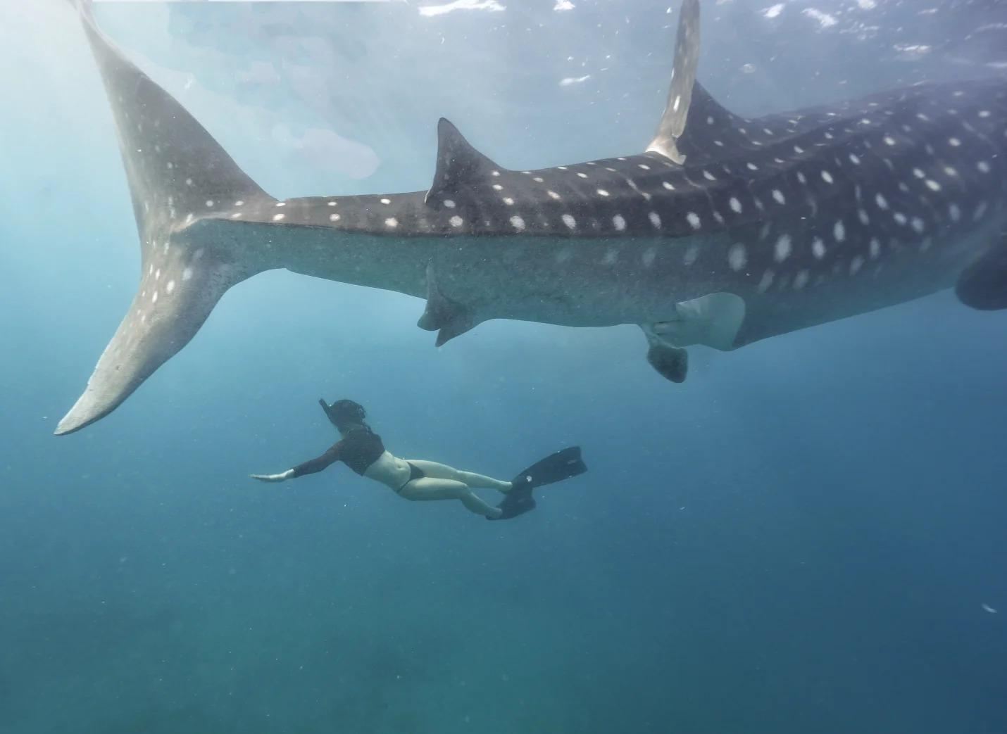 Depart from Cebu: Oslob whale shark watching & snorkeling 1-day tour | Round-trip transfer & including lunch