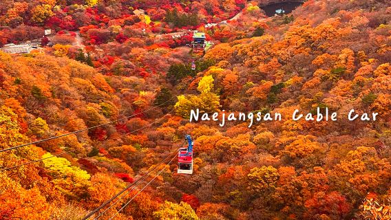 Autumn maple viewing tour|Naejangsan National Park|Depart from Seoul/Pusan