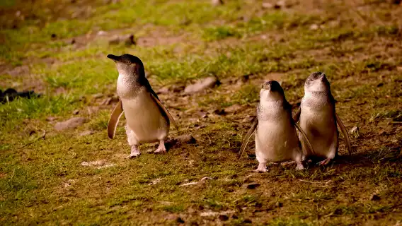 Melbourne Penguin Parade + Moonlight Sanctuary one-day tour | Including admission ticket+ transfer + Rainbow House