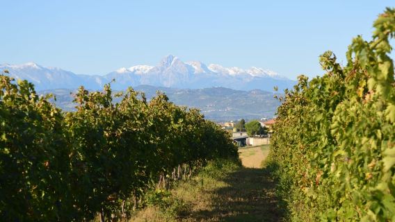 Abruzzo: Historic Cellar Wine Tour and Tasting