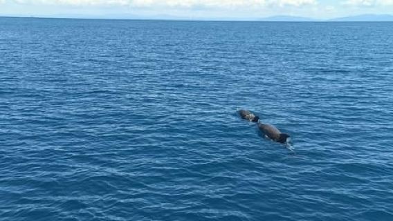 Giro completo dell'Isola d'Elba