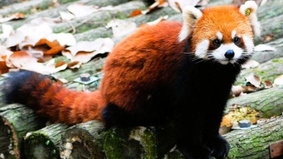 Macao Privato: Panda Rosso + Vegetariano Divertente + Assicurazione + Coach