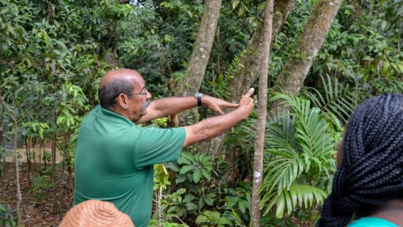 Porto Rico: tour panoramico di mezza giornata a El Yunque con trasferimento