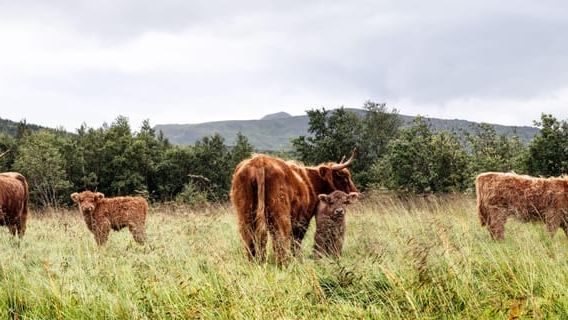 Lofoten (Stamsund y Leknes): experiencia en la granja Aimees