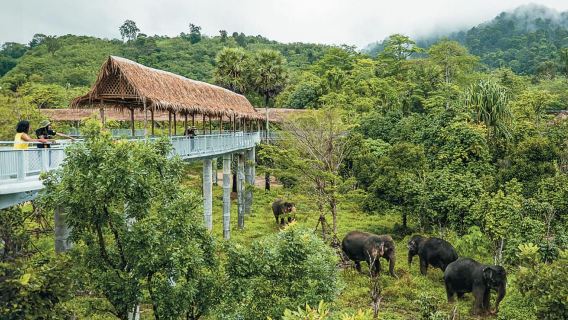 Phuket: Recorrido por la pasarela del santuario de elefantes