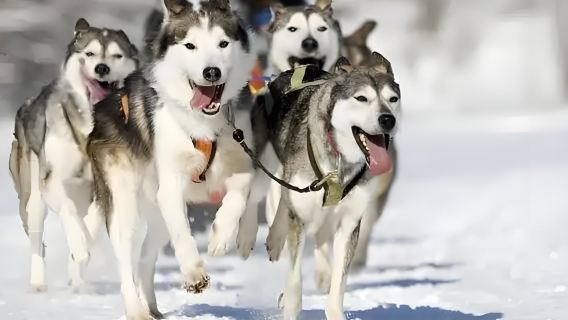 Россия|Мурманск#катание на собачьих упряжках/сноумобилях/оленьих упряжках|Дополнительная возможность увидеть северное сияние