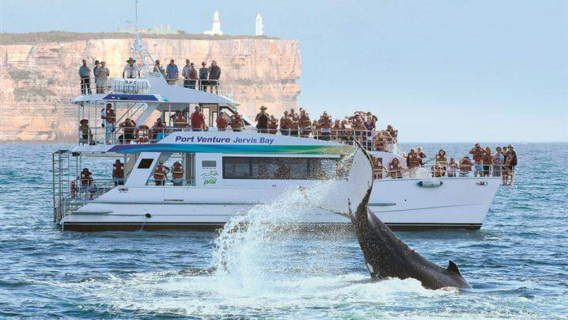 Sydney Jervis Bay Whale Watching and Dolphin Watching Cruise [Multiple departure time/Tea and Coffee Provided]