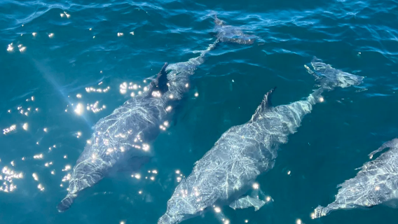 [제주도 요트 투어] 돌고래 체험·일몰 크루즈·바다낚시·무료 음료·공유 보트