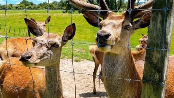 [Rotorua Farm Adventure] Agrodome + Rainbow Springs 8hr Private Car Tour