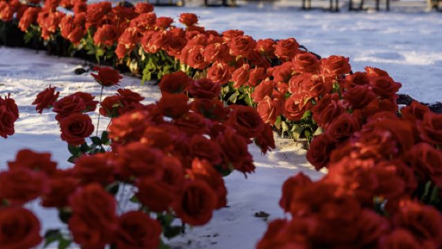 長白山愛情森林+雲頂天宮探秘之旅【贈煙花|可選旅拍9張精修】