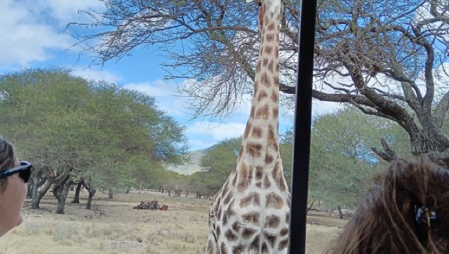 1-Day Tour to Casela Nature Park in Mauritius (Admission Ticket, Walk with Lions, Segway, Quad Bike)