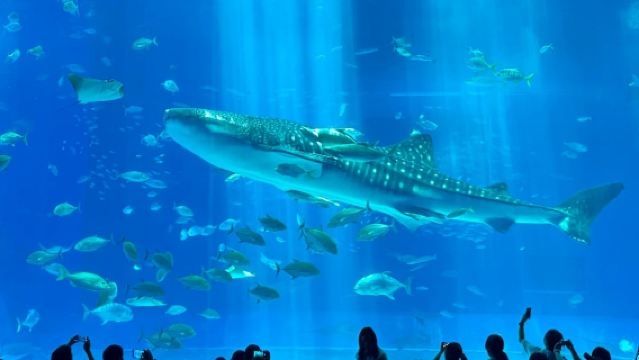 沖縄美ら海水族館、沖縄北部ワンデーツアー、ワンデーツアー