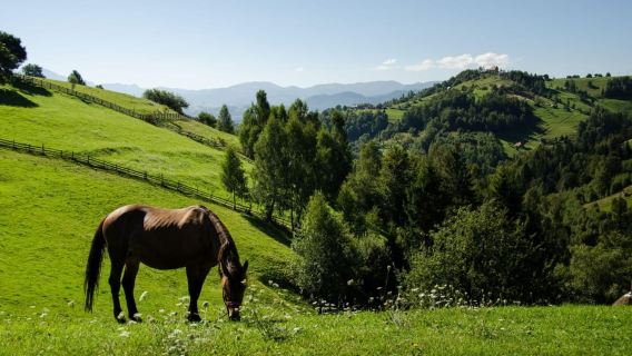 From Brasov: Mountain Villages & Local Lunch Tour