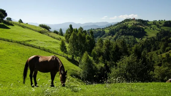 Desde Brașov: Tour por los pueblos de montaña con almuerzo local