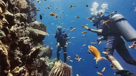 Lawatan sehari selam skuba di Bunaken, Manado, Indonesia | Pilihan selam skuba berlesen