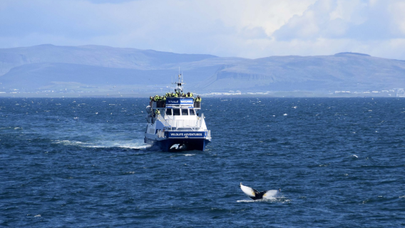Reykjavik whale watching tour in Iceland (includes whale watching admission ticket/optional city transfer)