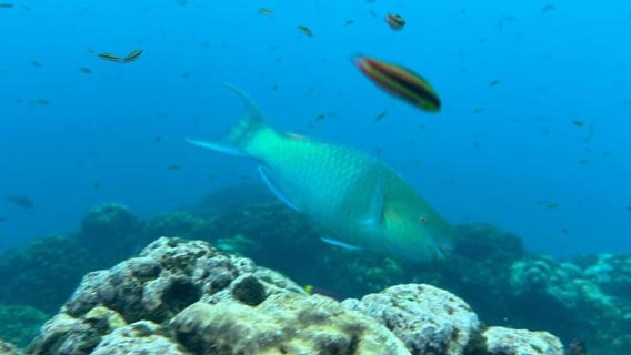 Uvita, Isla del Caño Biyolojik Rezervi'nde Şnorkelle Yüzme Turu
