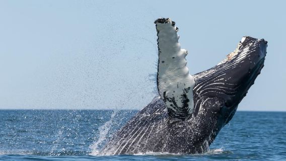 Húsavík: Traditional Whale Watching Tour