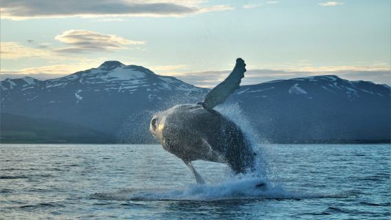 Classic whale watching in Akureyri, Iceland, 3 hrs | Eyjafjörður | Warm overalls included
