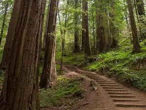Muir Woods & Sausalito Half-Day Tour (Return by Bus or Ferry from Sausalito)
