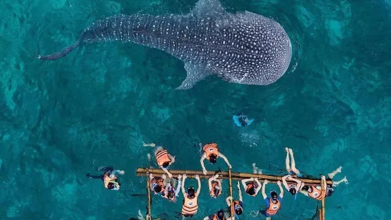Excursion d'une journée à Oslob pour observer les requins-baleines à Cebu, Philippines | Île de Sumilon + Cascade + Transfert aller-retour