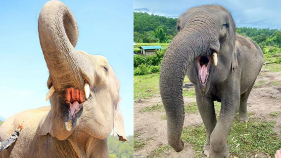 ศูนย์อนุรักษ์ปางช้าง LG เชียงใหม่ (Living Green) ทัวร์ ทัวร์วันเดียว/ทัวร์หลายวัน/ ครึ่งวัน - บริการ ภาษาจีนกลาง