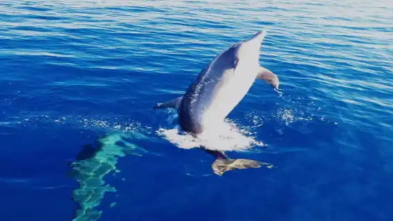 Bohol island hopping dolphin watching + Balicasag Island snorkeling + sardine run snorkeling|round-trip transfer