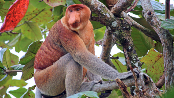 Bongawan River Cruise: Proboscis Monkey, Sky Mirror Sunset, Firefly View & Floating Mosque