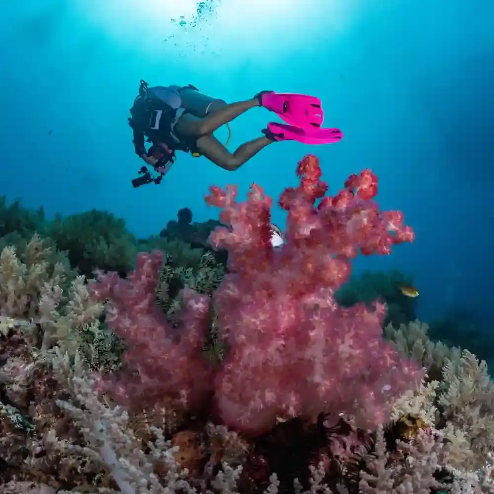 haddy1831 JJB・Bunaken・Baticon 3点 Bunaken & Manado Bay 3-Dive Adventure | Trip.com