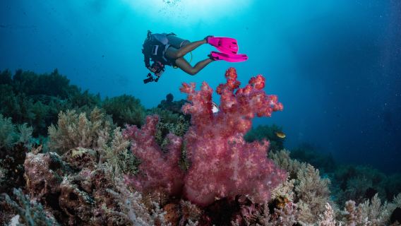 Bunaken & Manado Bay 3-Dive Adventure