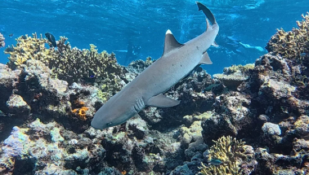 [ทัวร์ 1 วันดำน้ำกับฉลามที่เกาะกวาตา] ประสบการณ์ดำน้ำตื้นที่ฟิจิ·ดำน้ำลึกสำหรับผู้มีใบอนุญาต
