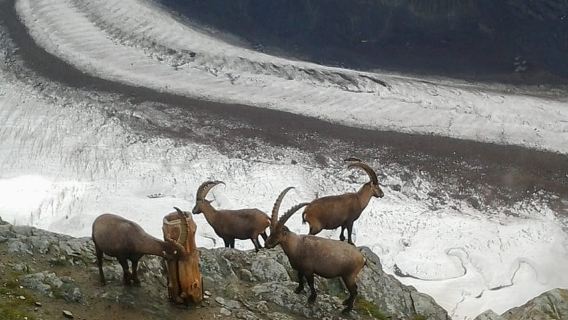 Zermatt Village Walk and Mt. Gornergrat Private Day Trip